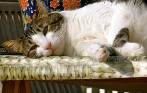 Repos en seniors ce soir