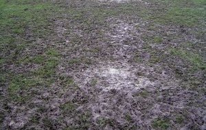 Remise partielle des matchs du 1 er Décembre